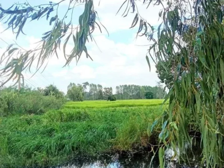 ที่นาแปลงสวย ติดถนนสี่เลน นางรอง-บุรีรัมย์ ราคาถูก