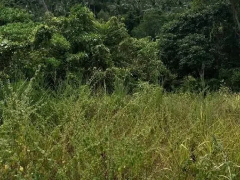 ขายที่ดิน 27ไร่ ติดทะเลเกาะสมุย ตตลิ่งงาม อเกาะสมุย