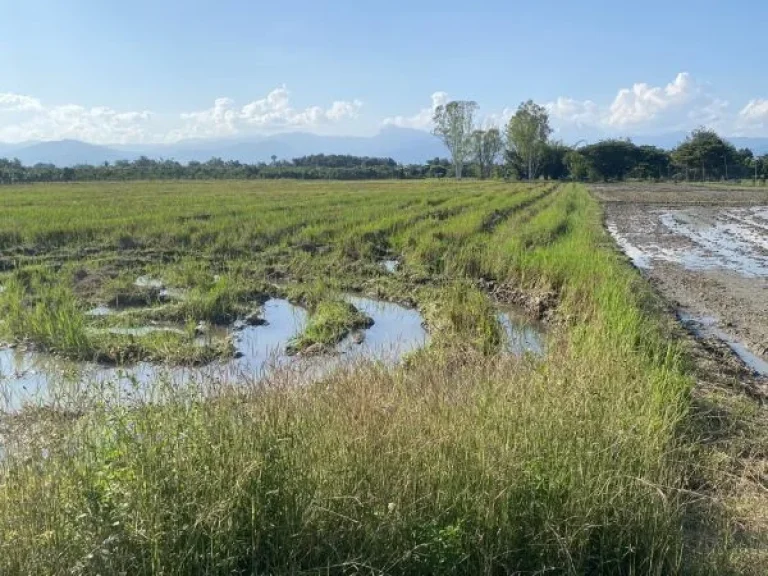 ขายที่นา ดินดีน้ำดี บ้านวังผาง ตวังผาง อเวียงหนองล่อง