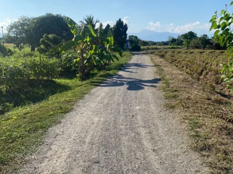 ขายที่นา ดินดีน้ำดี บ้านวังผาง ตวังผาง อเวียงหนองล่อง