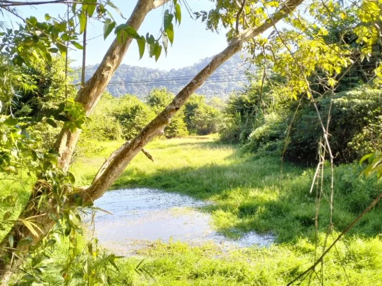 สวนผลไม้ และสวนยางพร้อมผลผลิต 41 ไร่ นายายอาม จันทบุรี