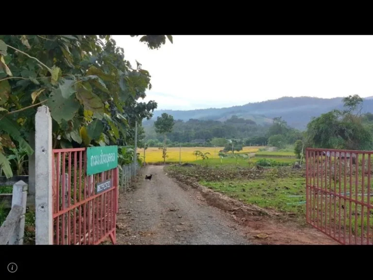 ขายที่นาพร้อมบ้านพัก มีน้ำ ไฟฟ้า วิวสวย มีถนนทางลงไปยังที่ดิน