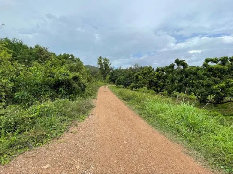 ขายที่ดิน สวนลำใย ตำบลมะกอก อำเภอป่าซาง ลำพูน 123 ไร่