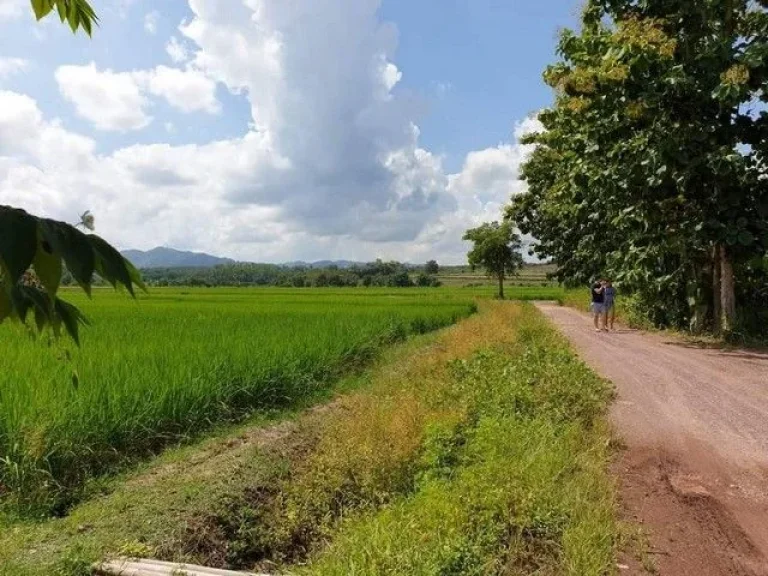 ขายที่ดินพร้อมต้นสัก 40 ต้น บ้านร่องดี ตำบลป่าซาง อำเภอแม่จัน