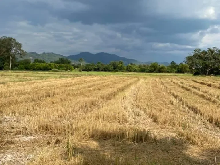 แบ่งขาย 1 ขึ้นไป ถนนบ้านนา ชะอม อบ้านนา จนครนายก