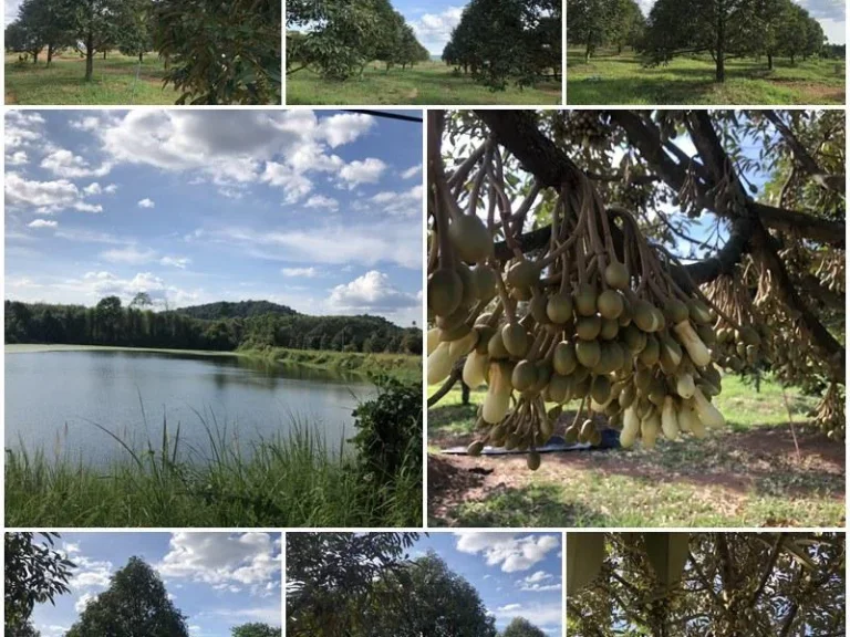 สวนทุเรียนเก็บผลได้โฉนดที่ดิน 6 ไร่ ติดถนนติดอ่างเก็บน้ำ