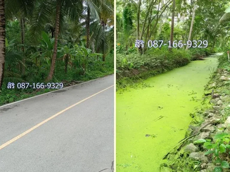 5 ไร่ หน้าที่ติดถนนลาดยาง 60 เมตร ตบางนางลี่