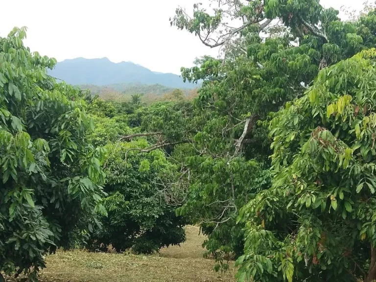 สวนลำไย น้ำบ่อหลวง