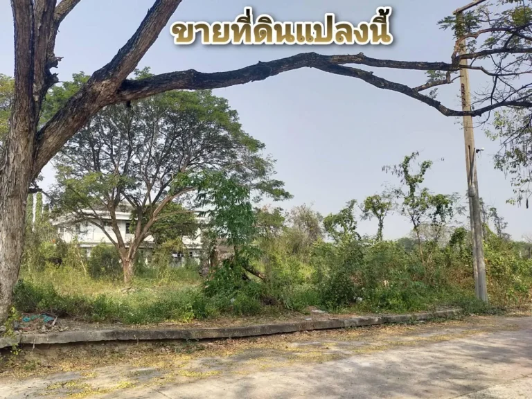 ขายที่ดิน 300 ตรว มอรุณสุนทรี พุทธมณฑลสาย 2  บางแวก