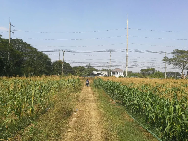 ที่ดินสวยบนทำเลเยี่ยม ติดมะลิวัลย์ บ้านหนองบัว อบ้านฝาง