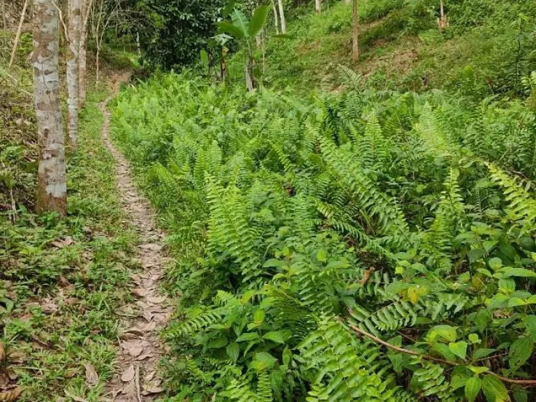 ขายที่ดินพร้อมสวนยางต้นยางอ่อน 5 ไร่