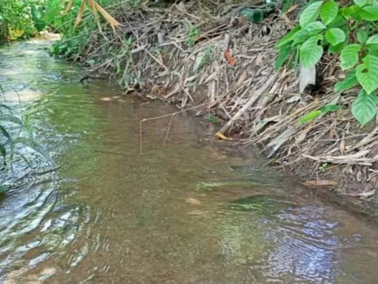 ขายที่นา แม่นะ เชียงดาว วิวภูเขา ราคาถูก