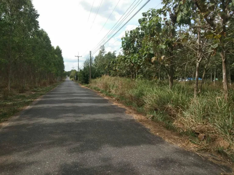 ขายที่ดินสวนยางติดถนนลาดยาง4ไร่ไฟฟ้าน้ำประปาพร้อมใช้ หนองอิรุณ บ้านบึง ชลบุรี