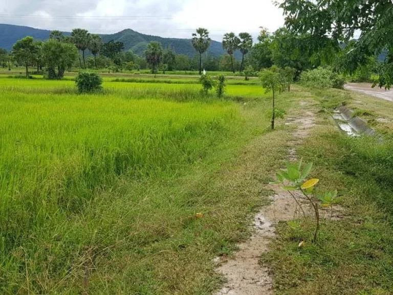 ที่ดินสวยวิวภูเขาทุ่งตาล อากาศดี อุดมสมบูรณ์ 2ไร่48ตรว หน้ากว้างติดถนน-คลองส่งน้ำ-ท้ายมีบ่อน้ำใหญ่