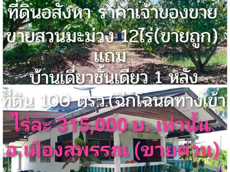 ขาย สวนมะม่วง เเถม บ้านเดี่ยว1 พร้อมเก็บผลผลิตได้เลย ใกล้ชุมชน