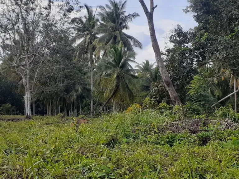 ขายที่ดิน สะพลี ปะทิว ชุมพร เนื้อที่ 44 ตรว