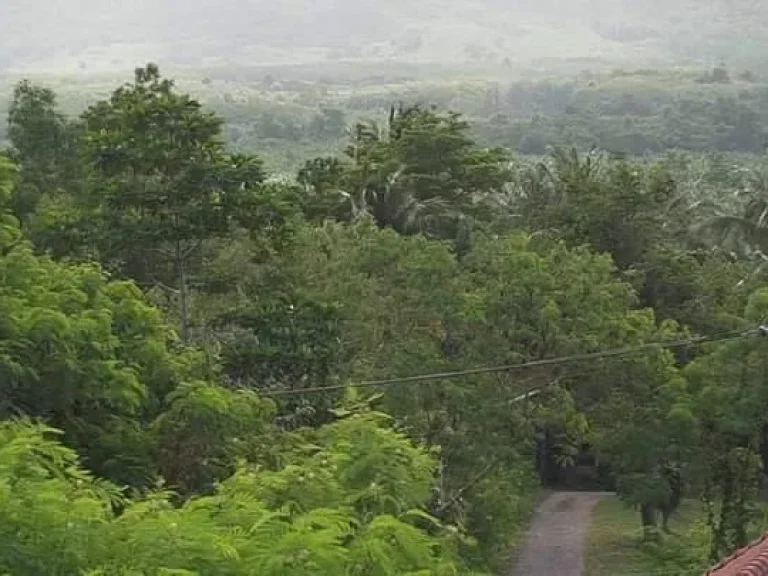 ขายที่ดิน สะพลี ปะทิว ชุมพร เนื้อที่ 468 ตรว