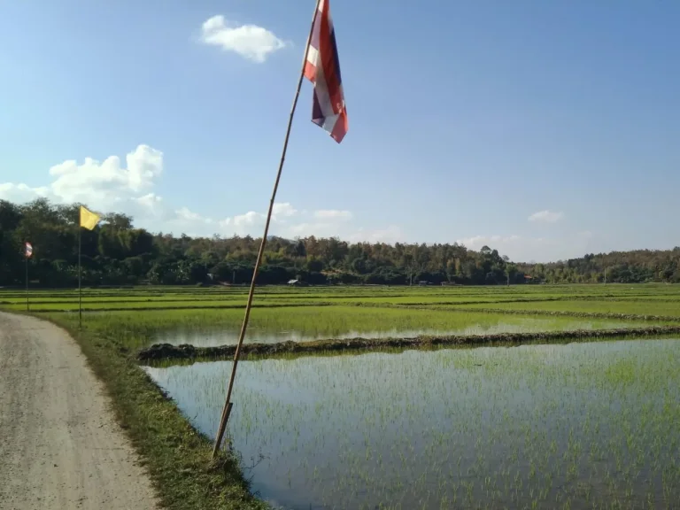 ที่นาหลังโรงเรียนนานาชาติเปรม