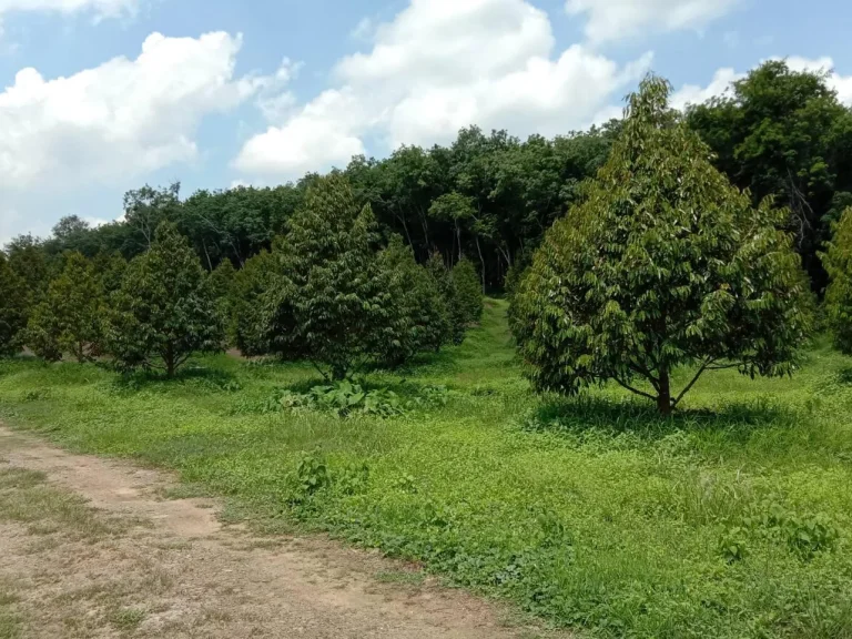 ขายสวนทุเรียน อำเภอมะขาม จังหวัดจันทบุรี 28 ไร่