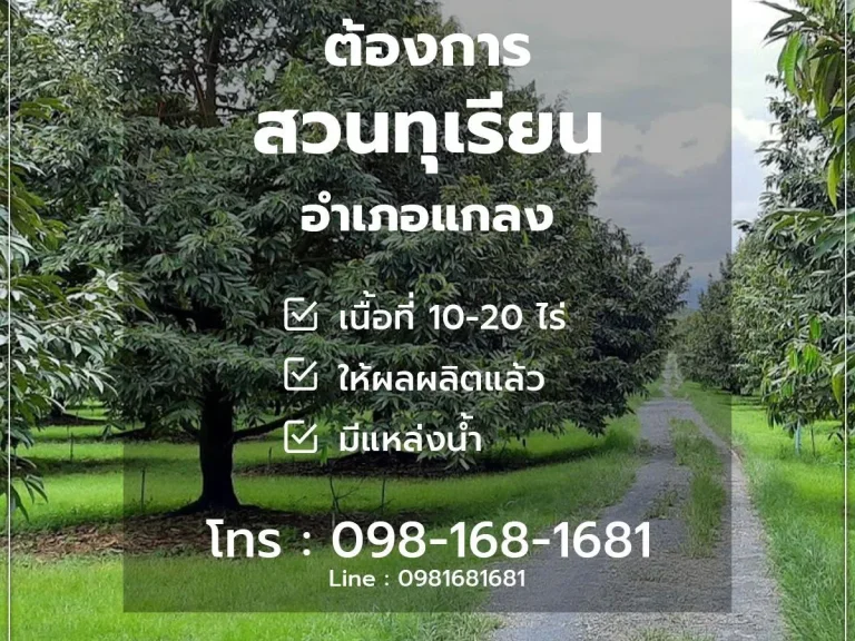 รับซื้อสวนทุเรียน 10-20 ไร่