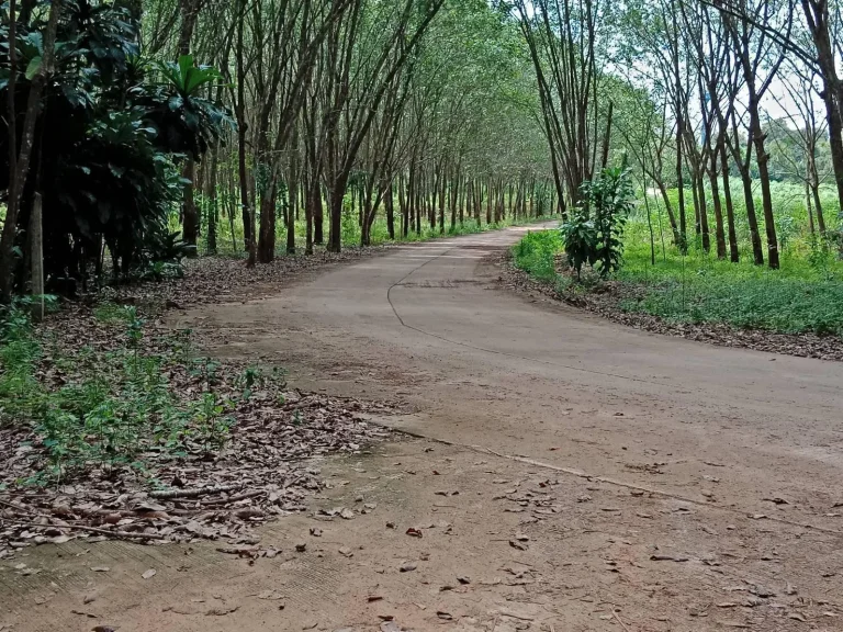 สวนยาง 15 ปี 2 ไร่ๆละ 62 แสน ติดถนนคอนกรีต ห่างตัวนายายายอาม หรือถนนสุขุมวิท 4 กม ตนายายอาม อนายายอาม จันทบุรี