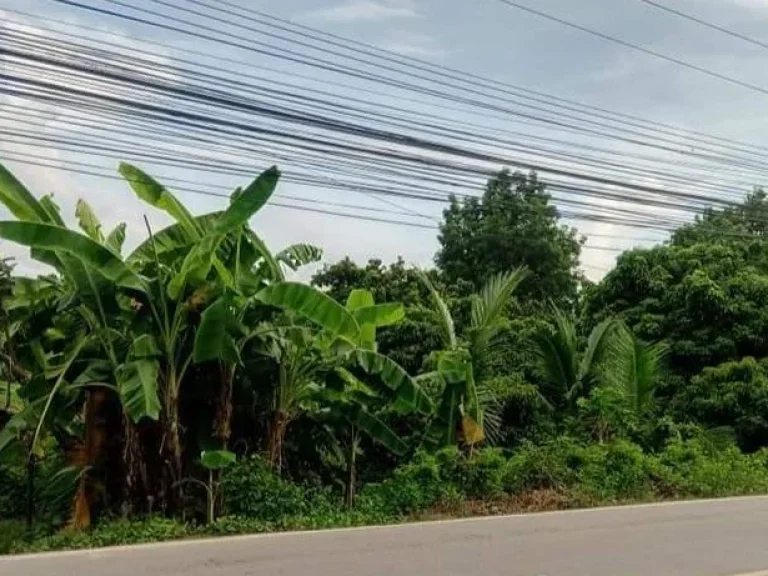 ขายสวนลำใยห่างแยกยางเนิ้งเพียง 3 km สารภี ราคาถูก