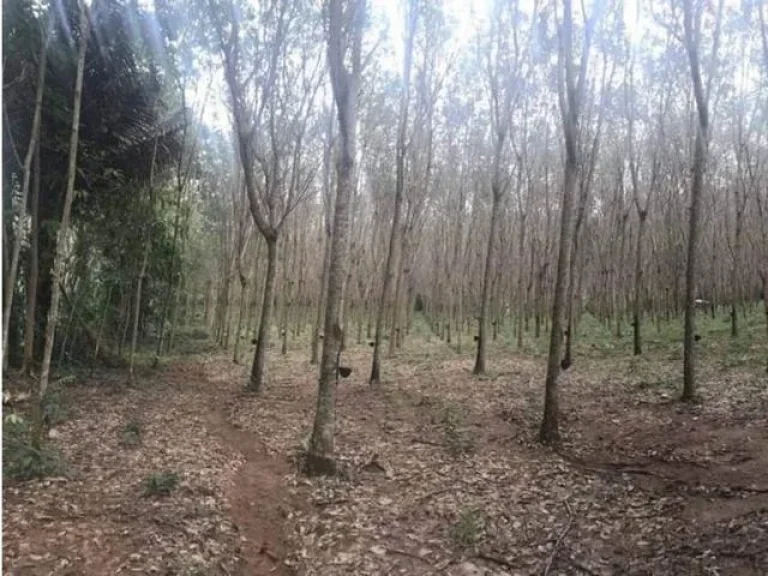 ขายที่ดินบ้านควน 20 ไร่ ถลาง ภูเก็ต หลังวัดพระทอง