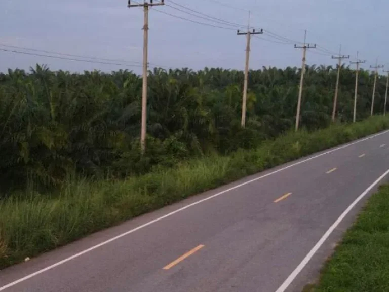 ขายที่ดิน24ไร่กว่าติดถนนลาดยาฃพร้อมสวนปาล์ม ธาตุทอง บ่อทอง ชลุรี