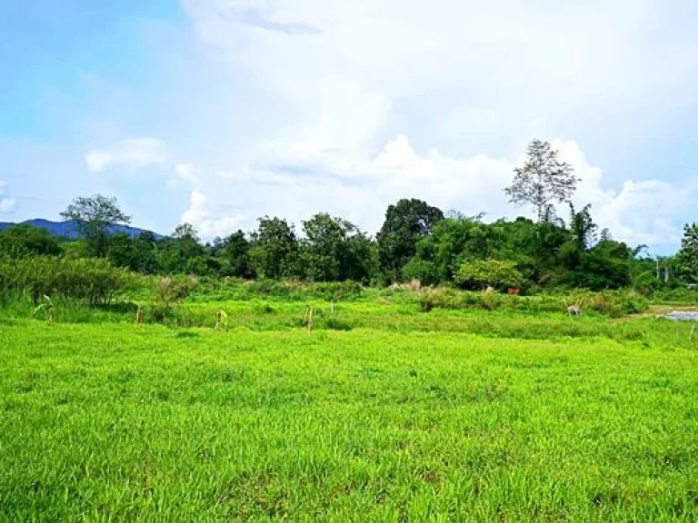 ขายที่ดิน หลังมหาวิทยาลัยแม่โจ้ ตำบลป่าไผ่ อำเภอสันทราย จังหวัดเชียงใหม่