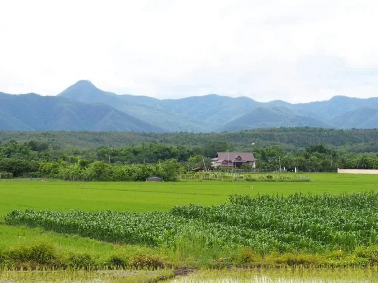 ขายที่ดินวิวดอย สันป่าตองน้ำบ่อหลวง ราคาถูก