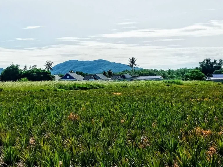 ขายด่วน ที่ดิน แปลงใหญ่ ซอยวัดนิโคร หัวหิน ประจวบคีรีขันธ์ เจ้าของขายเอง