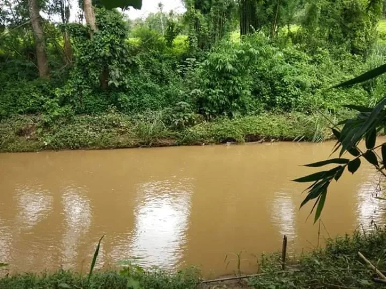 ขายที่ดินติดน้ำปิงเชียงดาว แปลงสุดท้าย ราคาถูก