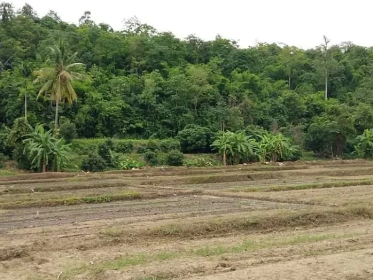 ขายที่ดินติดน้ำปิงเชียงดาว แปลงสุดท้าย ราคาถูก