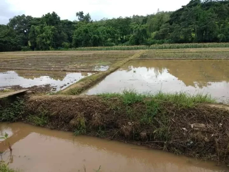 ขายที่ดินติดน้ำปิงเชียงดาว แปลงสุดท้าย ราคาถูก