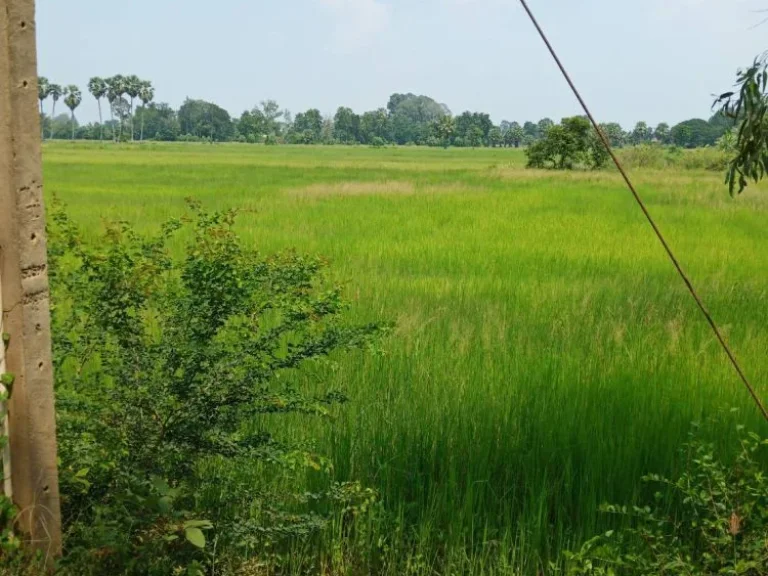 ขายที่ดิน 30 ไร่ ตหนองจอก อบางปะกง จฉะเชิงเทรา