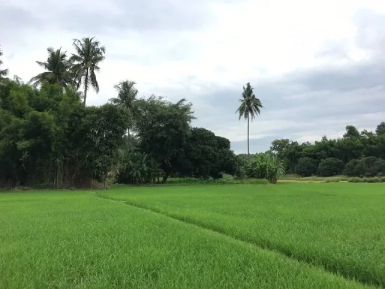 Land For Sale in Maerim Chiangmai ที่ดิน 2 แปลง แม่ริม เชียงใหม่