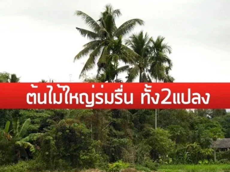 Land For Sale in Maerim Chiangmai ที่ดิน 2 แปลง แม่ริม เชียงใหม่