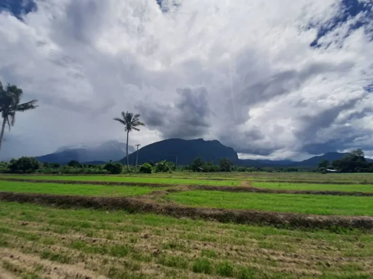 ขายที่ดินวิวดอยหลวง วิวดอยนาง เชียงดาว หลายแปลงราคาถูก