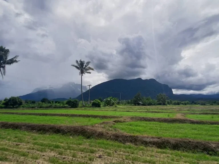 ขายที่ดินวิวดอยหลวง วิวดอยนาง เชียงดาว หลายแปลงราคาถูก