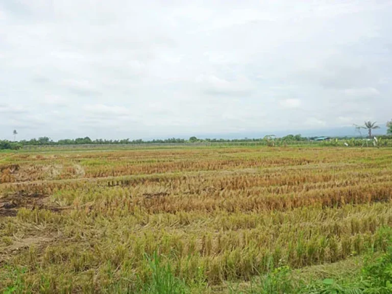 ขายที่ดิน ตำบลแม่แฝก อำเภอสันทราย จังหวัดเชียงใหม่ ติดถนนคอนกรีต