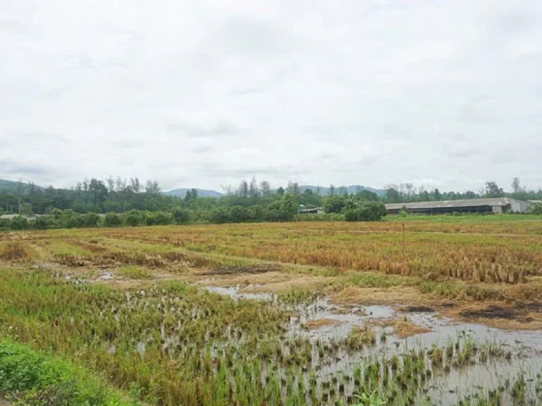 ขายที่ดิน ตำบลแม่แฝก อำเภอสันทราย จังหวัดเชียงใหม่ ติดถนนคอนกรีต