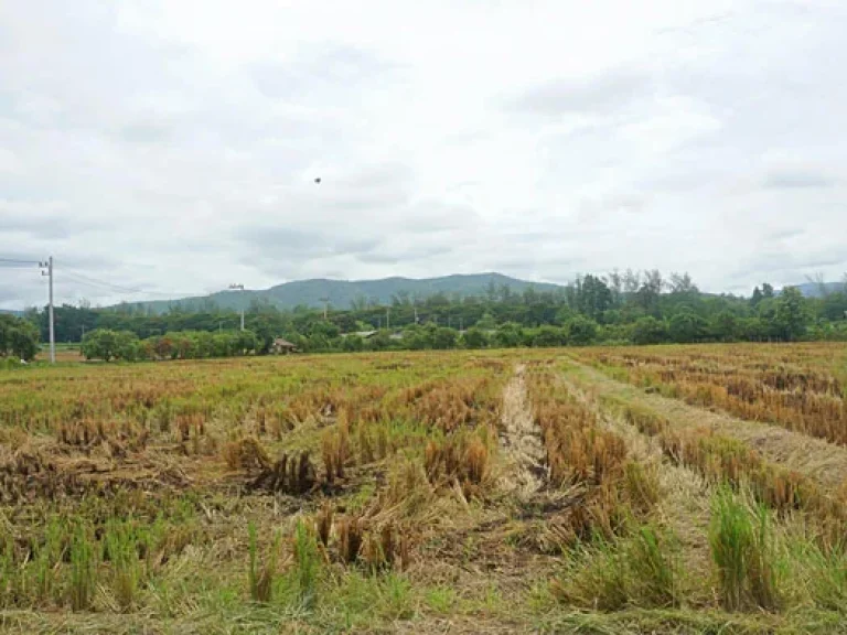 ขายที่ดิน ตำบลแม่แฝก อำเภอสันทราย จังหวัดเชียงใหม่ ติดถนนคอนกรีต