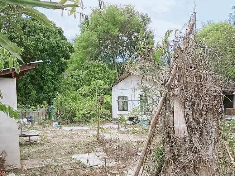 ขายที่ดินติดถนน ล้อมรั้ว ป่าไผ่ สันทราย