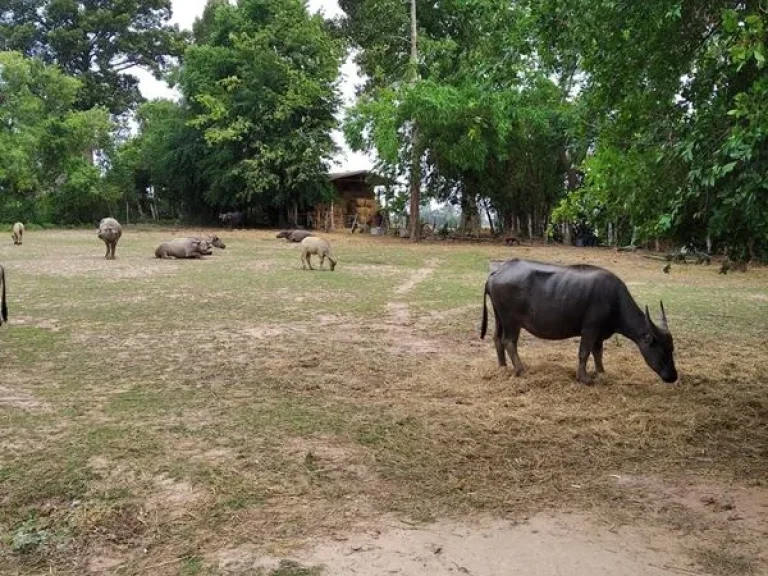 ขายที่ดิน 1 ไร่ 1 งาน 22 ตรว เมืองมหาสารคาม ที่สูงเท่าถนนไม่ต้องถม