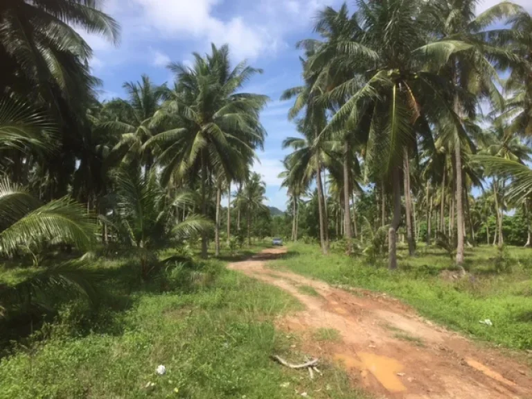 ขาย ที่ดินติดชายทะเล โฉนด ใกล้เกาะพิทักษ์ อหลังสวน ชุมพร ราคาพิเศษ