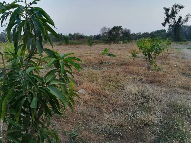 ขายที่ดิน 10ไร่ พร้อมบ้านสร้างใหม่ 1 หลัง มีเลขที่บ้านแล้ว อำเภอหนองมะโมง จังหวัดชัยนาท