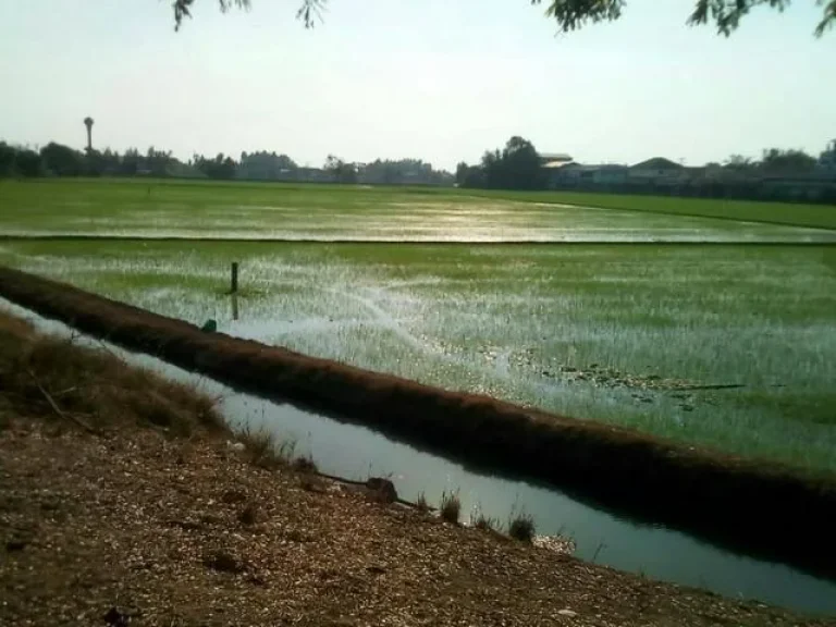 ขายที่ดิน 30-3-59 ไร่ สามโคก ท้ายเกาะ จปทุมธานี