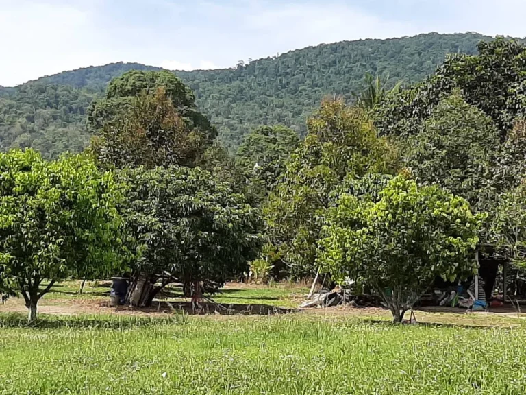 ขายสวนทุเรียนติดลำธาร วิวภูเขาใหญ่ บรรยากาศดี ติดถนนลาดยาง โฉนด 18 ไร่