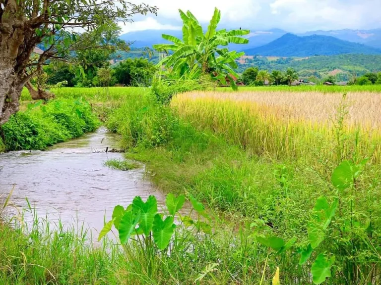 ขายที่นา วิวภูเขา ติดธารน้ำ แม่แจ่ม วิวดอยอินทนนท์