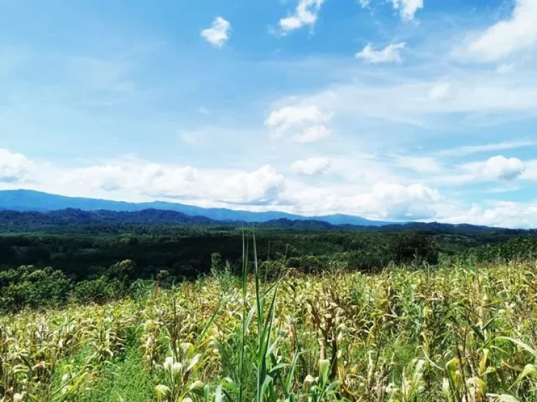 ขายที่ดิน วิวภูเขา อท่าวังผา จน่าน